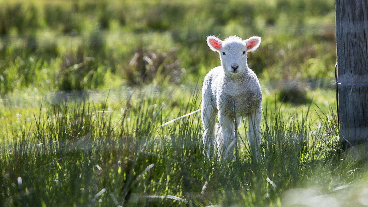 agnello